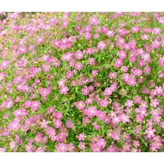 Kriechendes Schleierkraut, Rosa