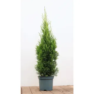 Pflanzen Für Dich Thuja occidentalis 'Smaragd' 80–100 cm