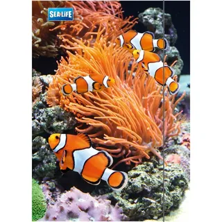 Zeichenmappe "Sea Life" - bis DIN A3, mit Gummizugverschluss