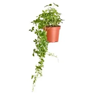 Kleine Zimmerrebe - Cissus striata, Grün