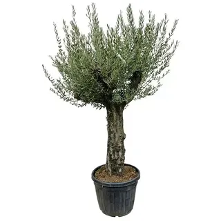 Piardino Olivenbaum Old Skin  (Olea europaea, Aktuelle Wuchshöhe: 240 cm - 260 cm)
