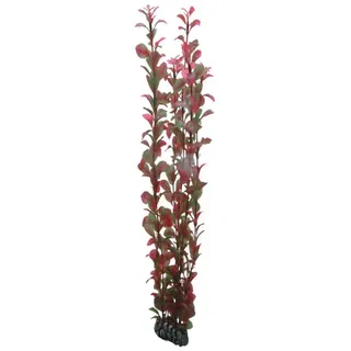 Hobby Ludwigia, 60 cm