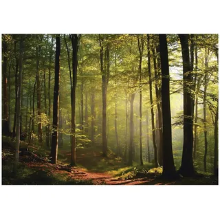 WallArena Fototapete Wald in Grün | Gr.: 250 x 175 cm
