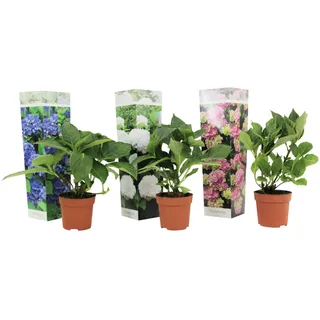 Plant in a Box - Hydrangea macrophylla - 3er Mischung Höhe 25-40cm