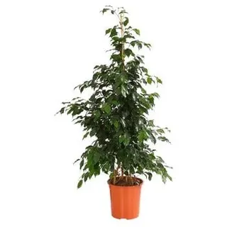 Birkenfeige - Ficus benjamini 'Danielle', Dunkelgrün