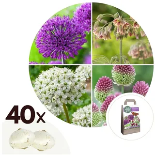 Plant in a Box - Glücklicher Schmetterling - 40 Stk - Blumenzwiebeln - Mehrfarbig