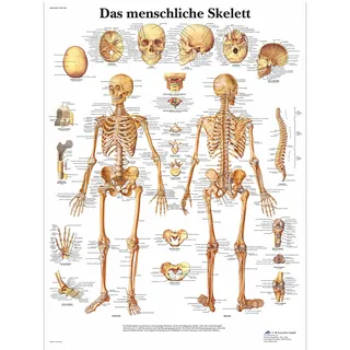 3B Scientific Lehrtafel - Das menschliche Skelett, VR0113UU