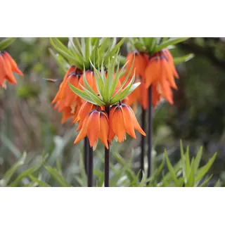 1 Kaiserkrone Fritillaria Imperialis Aurora Blumenzwiebel