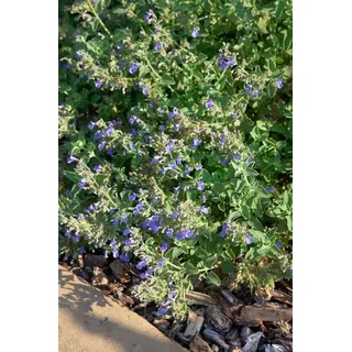 PlantaPro Nepeta cataria 9x9 cm Topf – Winterhart, Mehrjährig, Pflegeleicht – Katzenminze – Kräuterpflanze für Garten & Balkon
