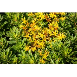 Sedum floriferum 'Weihenstephaner Gold' - Reichblühendes Garten-Fettblatt 'Weihenstephaner Gold' - 9cm Topf