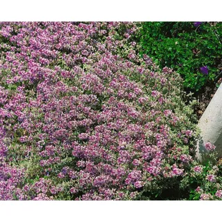 PlantaPro Thymus x citriodorus 'Lammefjord' 9x9 cm Topf – Winterhart, Mehrjährig, Pflegeleicht – Zitronenthymian – Küchenkraut für Topf & Kräuterbeet