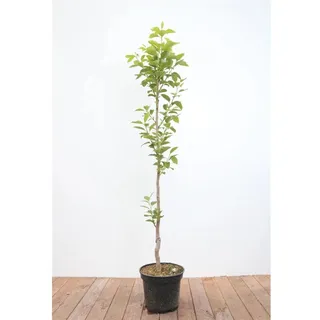 Pflanzen Für Dich Diospyros kaki 'Vaniglia', Kaki Kakipflaume, 125–150 cm