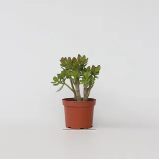 Plant in a Box - Jadepflanze - Crassula ovata 'Minor' - Höhe 30-35cm - Topf 17cm