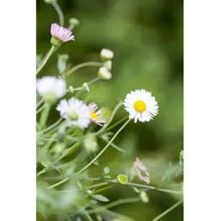 Pflanzen Für Dich Erigeron karvinskianus 'Blütenmeer' p 0,5