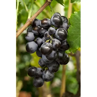 Pflanzen Für Dich Vitis vinifera 'Erdbeertraube', Weinrebe, 100–150 cm