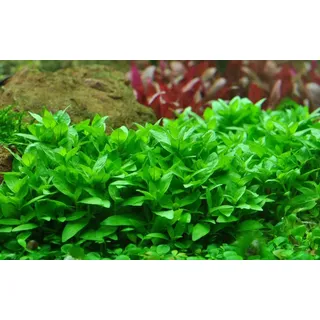 Aquaone Wasserpflanze Aquarium Pflanze Staurogyne repens Tropica Nr.049G