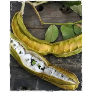 Shimbillo 'Ice-Cream Bean' Inga Edulis im Topf - Höhe 100/120 cm