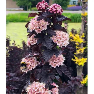 BALDUR Garten 1x Physocarpus Fasanenspiere 'Panther®', Pflanze im 3 Liter-Topf, Physocarpus opulifolius, Blasenspiere, winterhart, fast schwarzes Laub, bienenfreundlich, pflegeleicht