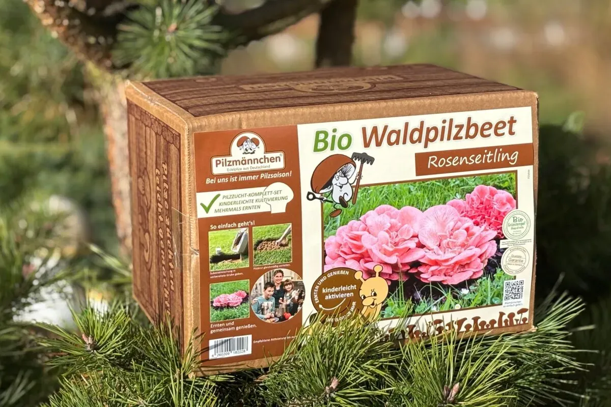 Rosenseitling-Bio-Waldpilzbeet