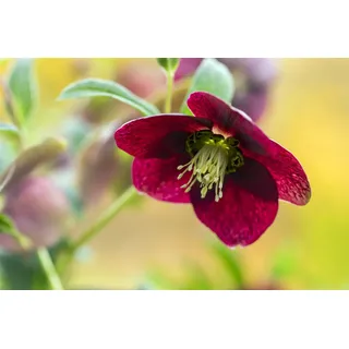 Pflanzen Für Dich Helleborus x orientalis, rot, ca. 9x9 cm Topf