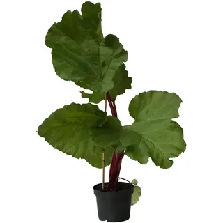 Rhabarber Pflanze The Sutton starkstielige frühe Sorte rotgrüne Stiele gesund im 2 Liter Topf