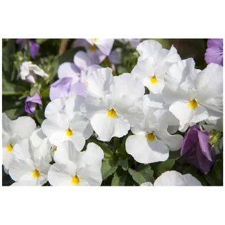 Pflanzen Für Dich Viola cornuta 'Milkmaid' ca. 9x9 cm Topf