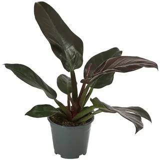 Dehner Baumfreund, Philodendron, verschiedene Sorten, Dunkelgrün, Dunkelrot