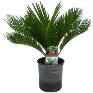 Plant in a Box Cycas Revoluta - Sagopalme Höhe 45-60cm