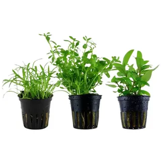 Aquaone Wasserpflanze Pflanzen Set mit 3 einfachen kleinen Wasserpflanzen Nr.108
