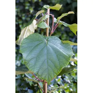 PlantaPro Actinidia deliciosa 'Atlas' 12 cm Topf – Winterhart, Mehrjährig, Pflegeleicht – Kiwi – Kletterpflanze für Spalier & Rankhilfe