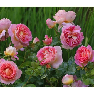 Dehner Edelrose Dornburger Schlossrose, Rosa, Gelb