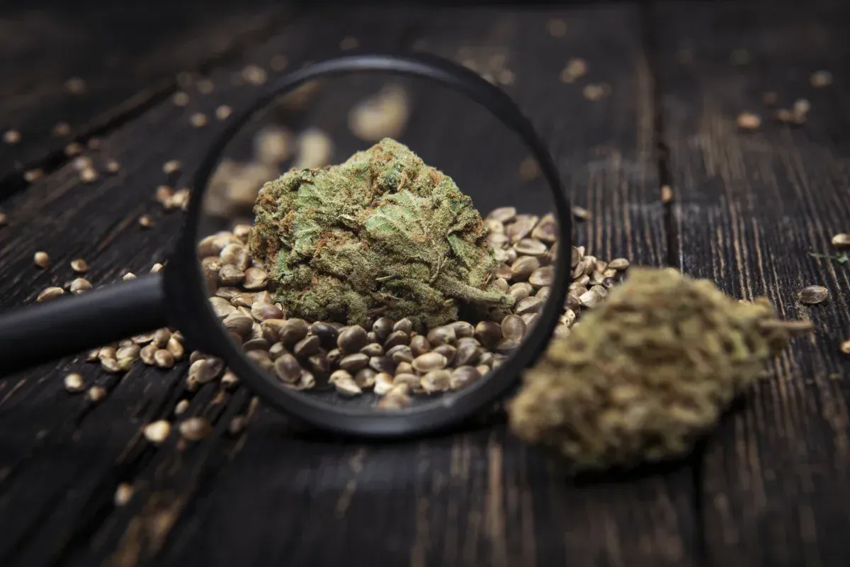 Marj Jane Seeds Sour Diesel x OG 10 Samen
