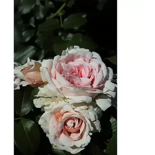 Kletterrose  (Rosa 'Giardina', Rosa)