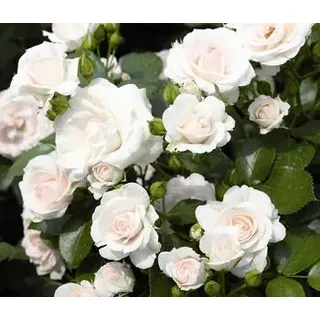 Bodendeckerrose 'Aspirin®', Weiß