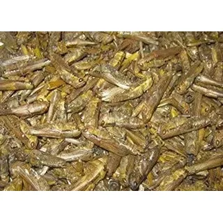 SAHAWA® getrocknete Heuschrecken 1000 ml, Reptilienfutter, Vogelfutter