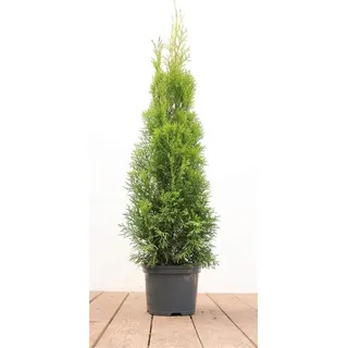 Pflanzen Für Dich Thuja occidentalis 'Smaragd', Lebensbaum, immergrün, 60–80 cm