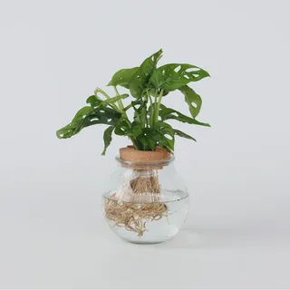 Plant in a Box - Fensterblatt - Monstera adansonii 'Monkey Mask' - Höhe 25-35cm - Topf 20cm