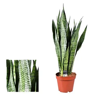 Sansevieria Zeylanica (Bogenhanf) 40 cm - Luftreinigende Zimmerpflanze für bessere Raumluft, Pflegeleicht & Robuste Dekorative Pflanze für Ihr Zuhause oder Büro