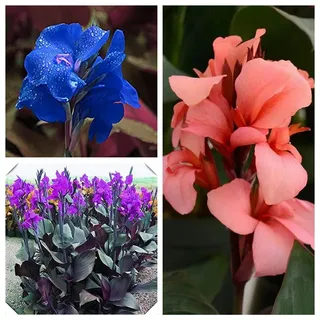 Canna zwiebeln,Winterharte mehrjährig,Canna pflanze knolle,canna Pflanzen für garten,canna pflanze Kaufen,Zierblumen,indisches blumenrohr canna,canna knollen,canna winterhart.-2zwiebeln-C
