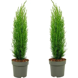 Plant in a Box - Mittelmeer-Zypresse - 2 Stk - Cupressus sempervirens - Höhe 70-80cm - Topf 19cm
