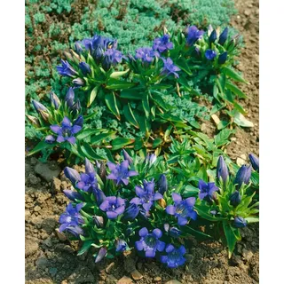 Pflanzen Für Dich Gentiana septemfida Var.lagodechiana Siebenfacher Enzian Ca. 9x9 cm Topf