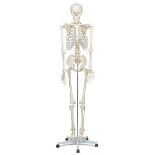 Elementary Anatomy Skelett - Buddy the Budget Skeleton - Menschliches Skelett Anatomisches Modell - Lebensgröße 175 cm– inkl. zwei Lehrtafeln - Schulungsmaterialien