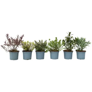 Plant in a Box - Hebe pinguifolia - Höhe 15-20cm