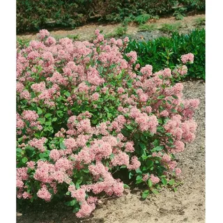 Pflanzen Für Dich Ceanothus pallidus 'Marie Rose', Säckelblume, rosa, 40–60 cm