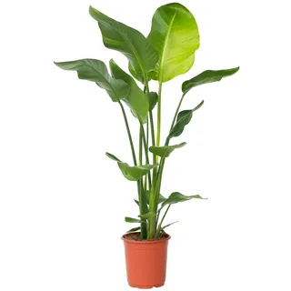 Plant in a Box - Strelitzie nicolai Höhe 90-110cm