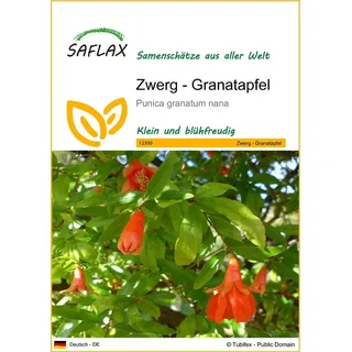 SAFLAX - Zwerg - Granatapfel - 50 Samen - Punica granatum nana