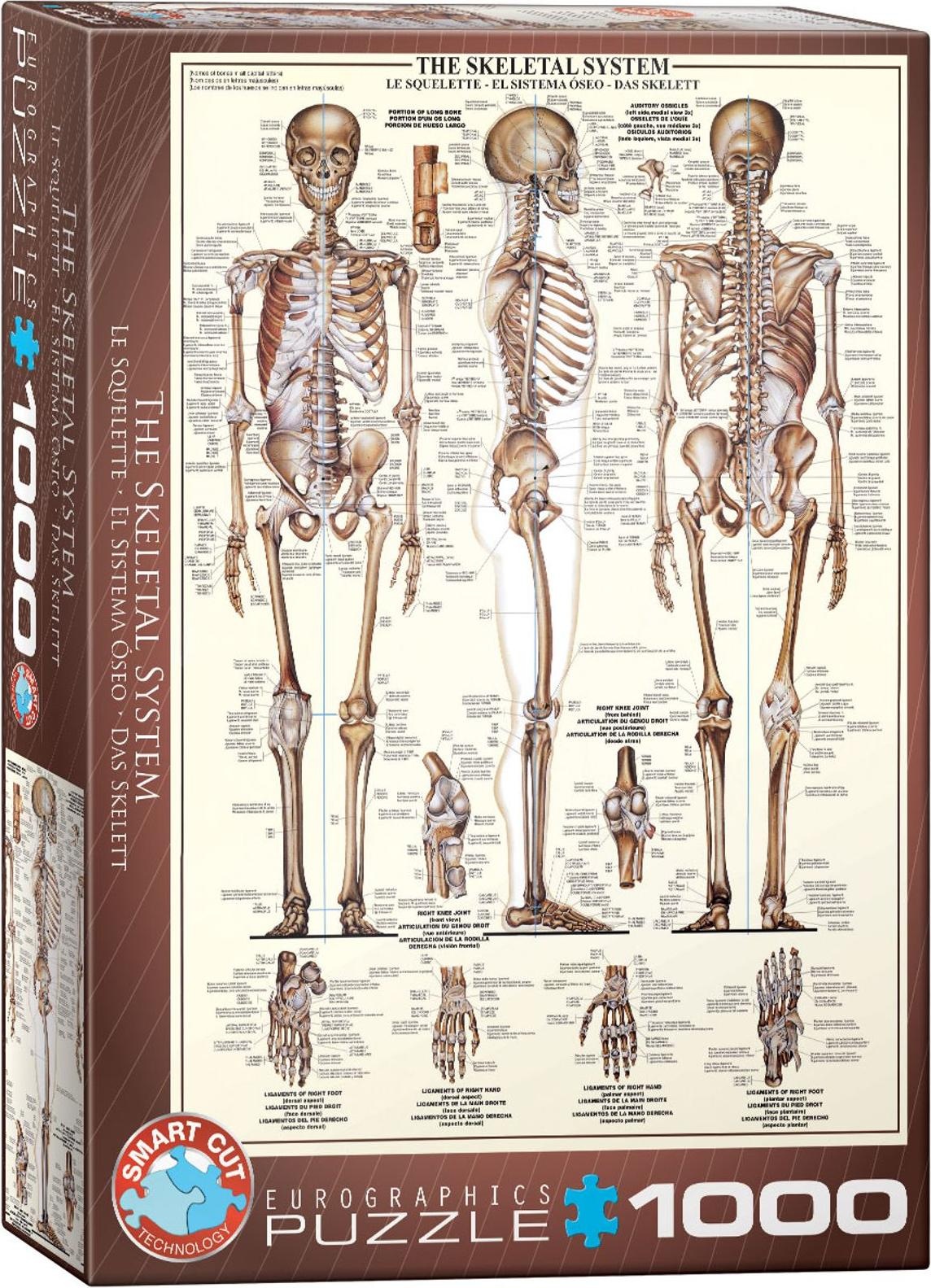 Eurographics Das SkeleT (1000 Teile)