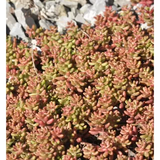 die nr-01.de Niedriger Weißer Mauerpfeffer Murale - Sedum album