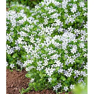 BALDUR Garten Bodendecker Isotoma 'White Splash', 6 St., Schnellwachsend, winterhart, mehrjährig, pflegeleicht weiß