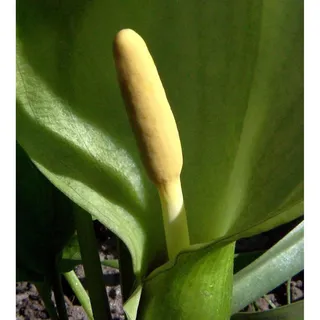 die nr-01.de Aronstab - Arum italicum